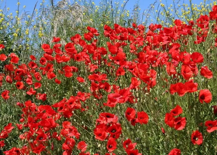 度假居 Huijsmansverhuur Type B De Luxe Grevelingen 15 *